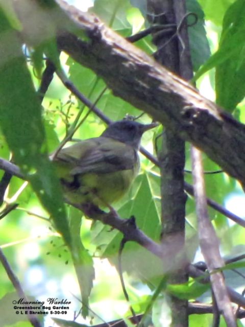 Mourning Warbler